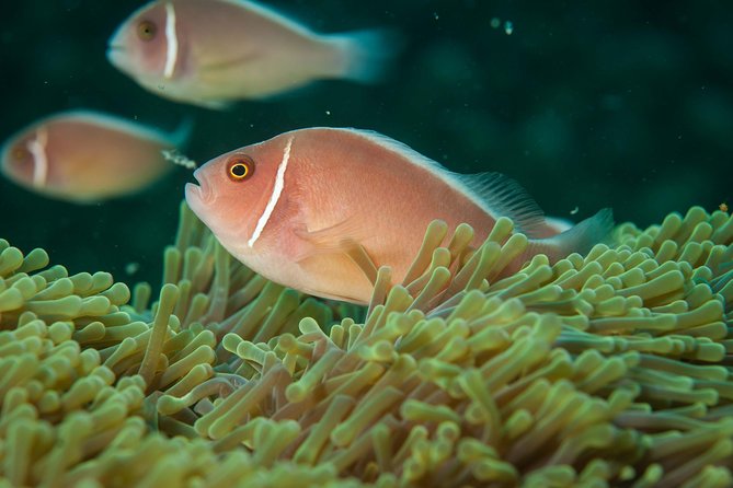 Snorkeling Adventure at Koh Chang – Departing from Koh Chang - What equipment includes and why that matters