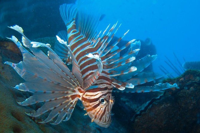 Snorkeling Adventure at Koh Chang – Departing from Koh Chang - Where you start: BB Divers at 8:00 am