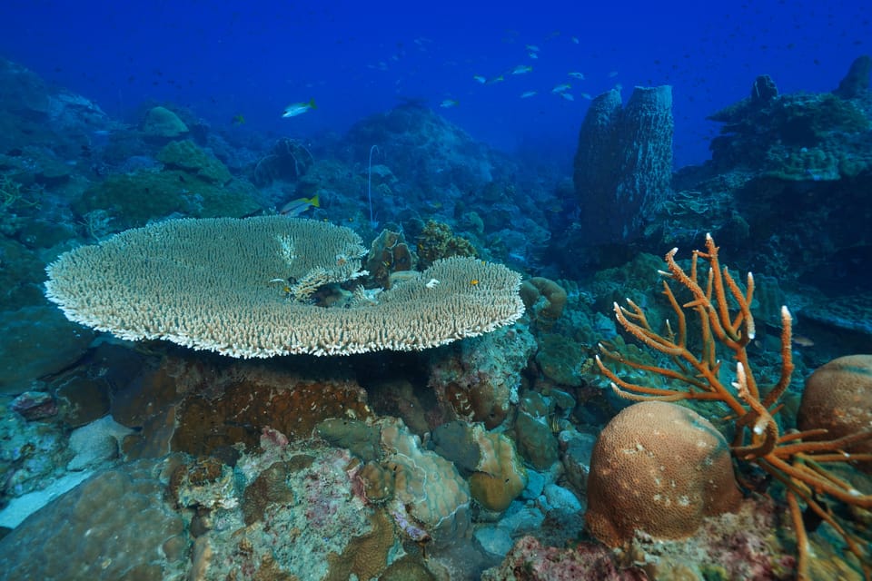 Snorkeling course, become a confident snorkeler. - What the instructors actually do in the water