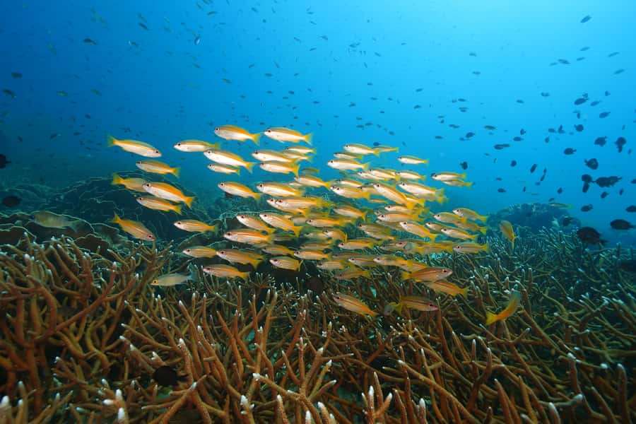 Snorkeling course, become a confident snorkeler. - Who this snorkeling course suits best