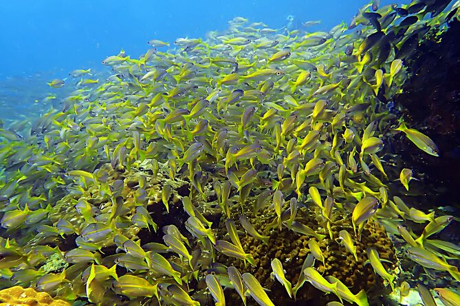 Snorkeling Day around Koh Phangan - Key things I’d circle before you book