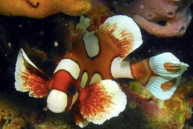 Snorkeling Day around Koh Phangan - Koh Phangan’s shallow reef day: why this tour feels worth it