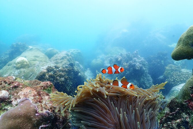Snorkeling Full Day Experience from Bangkok - Samae Sarn Bay with a private speedboat: the day at human speed