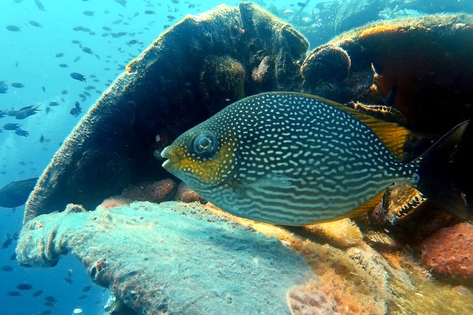 Snorkeling ( start at Ko Kut) - Snorkel briefing and guide help: how this trip works for first-timers