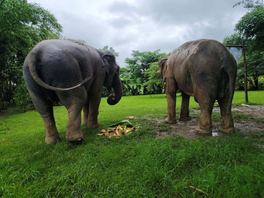 Sticky waterfalls- Elephants- Bamboo or White water rafting. - Key highlights that make this day trip click