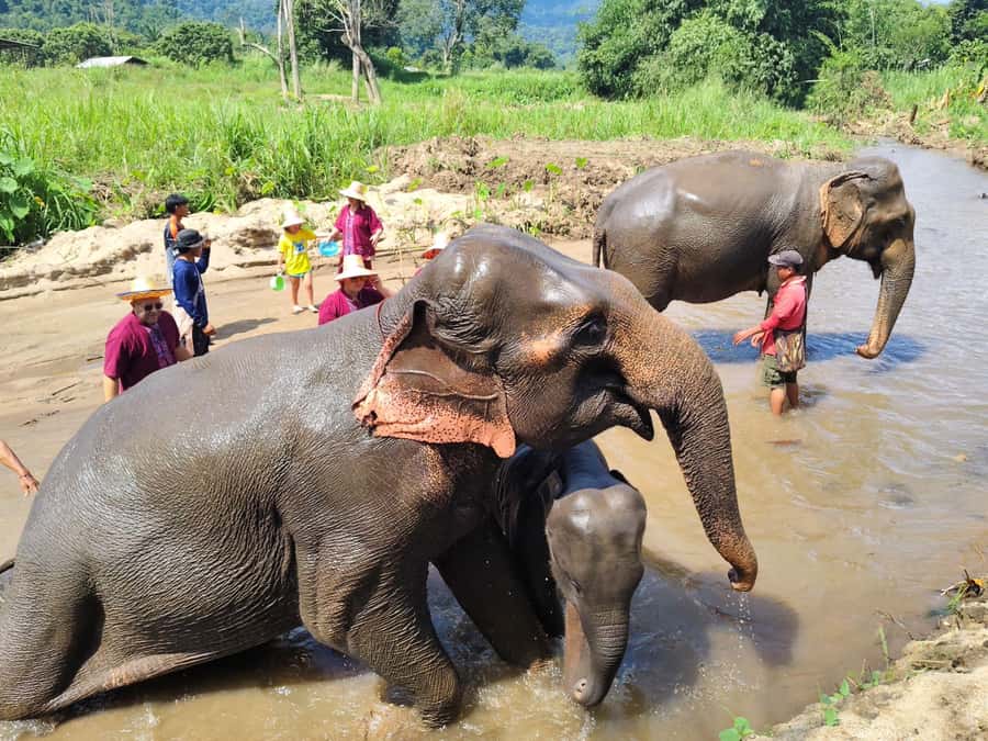 Sticky waterfalls- Elephants- Bamboo or White water rafting. - Rafting on the Mae Taeng rivers: white-water thrills or bamboo cruising