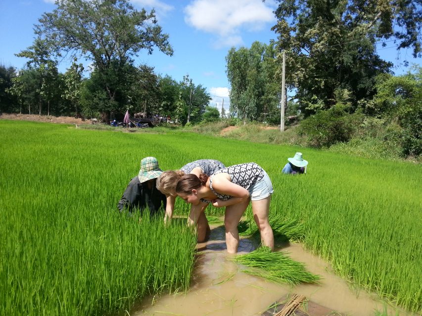 Sukhothai: Half-Day Countryside Bike Tour - Rice Whiskey Tasting: Optional, Local, and Usually the Fun Part