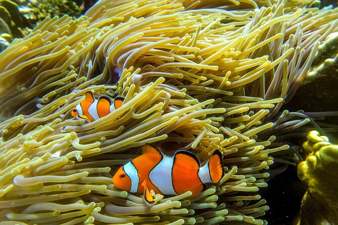 Surin Islands- Early Bird Snorkeltour from Khao Lak in English, French, German, Italian - Why Surin Islands are worth the early wake-up