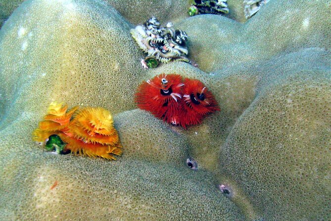 Surin Islands- Early Bird Snorkeltour from Khao Lak in English, French, German, Italian - National park waters and that pre-snorkel village visit