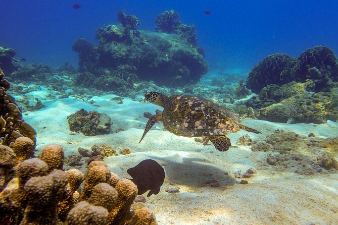 Surin Islands- Early Bird Snorkeltour from Khao Lak in English, French, German, Italian - Chong Khat Bay lunch: Thai buffet and real island time