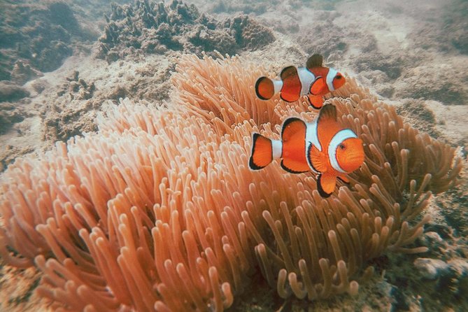 Surin Islands Snorkel Tour by SeaStar Andaman from Phuket - Guide quality: what to look for on the day