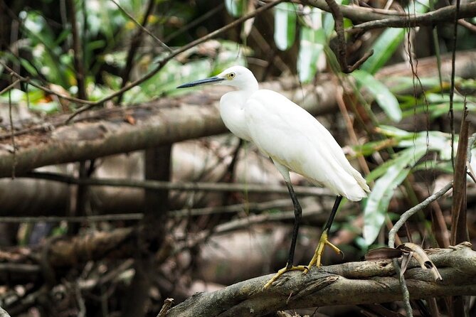 The Little Amazon and Sri Phang Nga Waterfall Full Day Tour From Khao Lak - Sri Phang Nga National Park: the rainforest trek portion