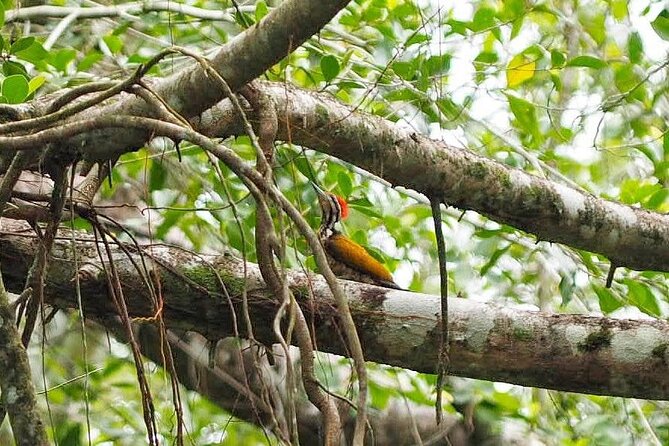 The Little Amazon and Sri Phang Nga Waterfall Full Day Tour From Khao Lak - Tam Nang waterfall: swim time and how to approach it