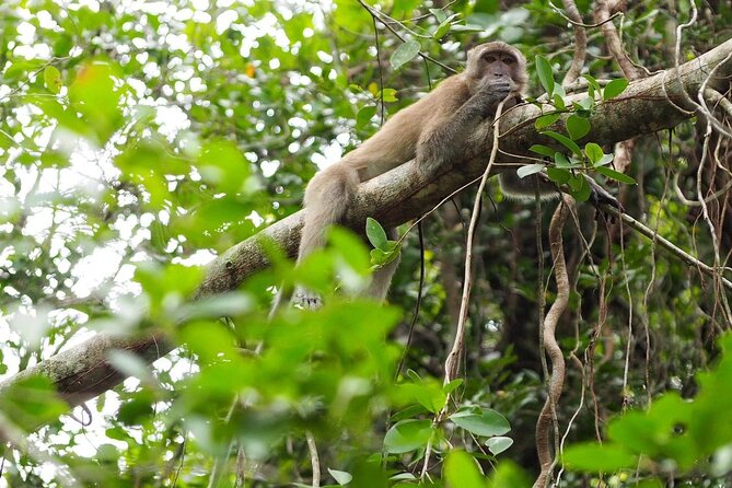 The Little Amazon and Sri Phang Nga Waterfall Full Day Tour From Khao Lak - Refreshments and fruit breaks: the small comforts that matter