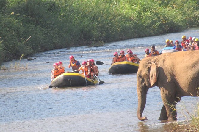 Top Pick - Full or Half Day @Elephant in Wild Sanctuary ChiangMai - Who This Tour Suits Best (and Who Should Skip It)
