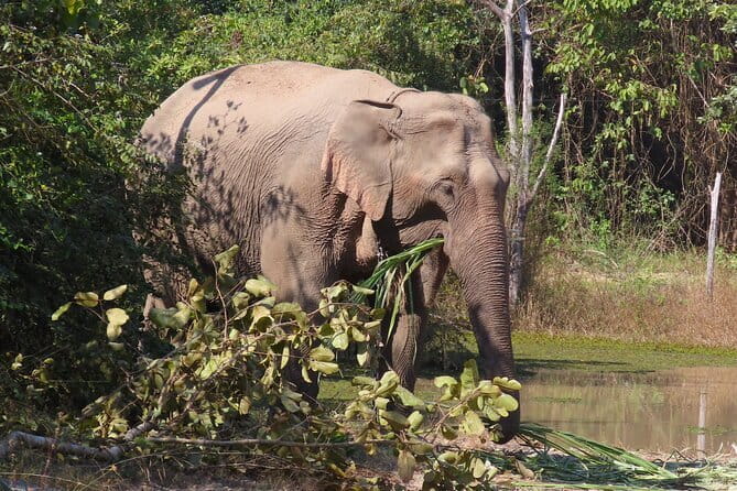 Tour of the Wildlife Rescue Center - First stop: WFFT Wildlife Rescue Center, Elephant Refuge, and Wildlife Hospital