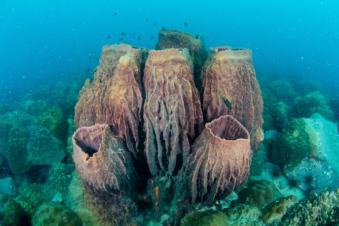 Try Scuba Diving 2 Dives Bang Bao - Key highlights before you go