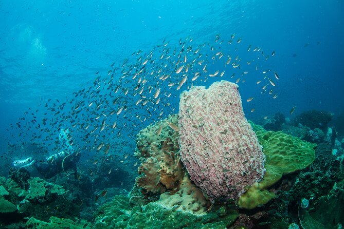 Try Scuba Diving 2 Dives Bang Bao - Boat day comfort: snacks, fruits, and a buffet lunch that keeps energy up