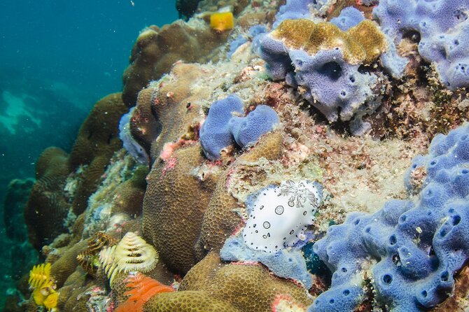 Try Scuba Diving 2 Dives Bang Bao - Two guided underwater sessions (45–60 minutes each) on reef sites