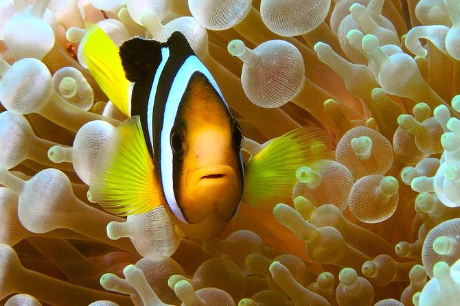 Try Scuba Diving - One Underwater Session (Plus an Option for More Time)