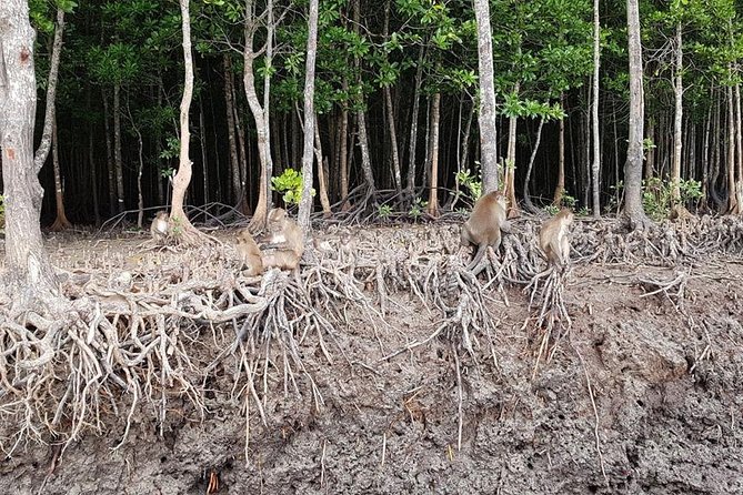 Tung Yee Peng Mangrove Forest Tour By Longtail Boat From Koh Lanta - Getting to Tung Yee Peng Pier: Pickup and the half-day rhythm