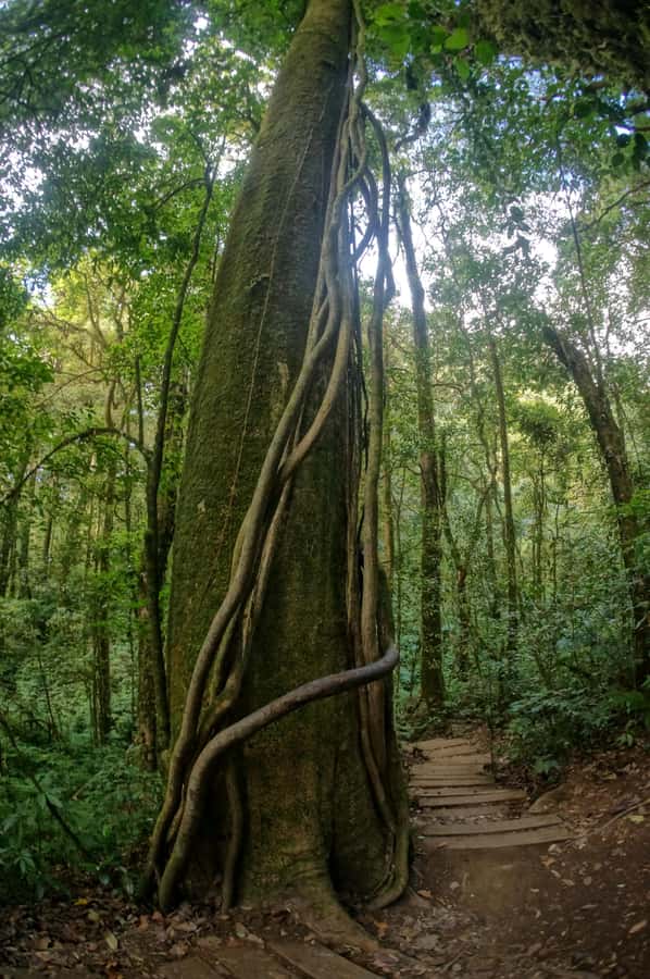Two days Doi Inthanon national park - Day 2: 5:50 wake-up, sunrise effort, Kew Mae Pan panoramas, then pagodas