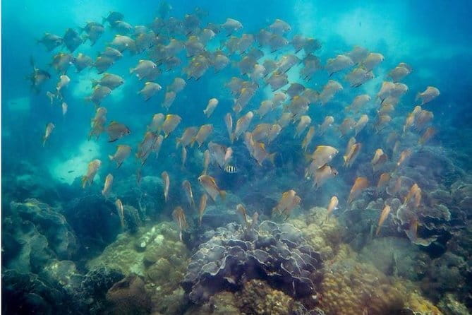 Two Fun Dives for Certified Divers in Koh Kood or Koh Rang - Lunch on the boat: included, and it matters more than you think