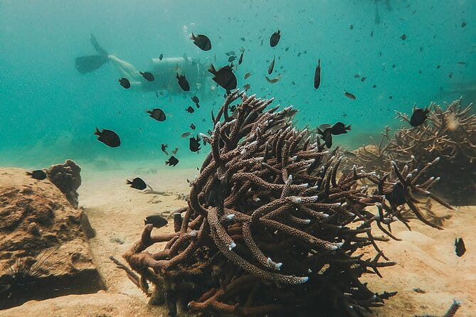 Two Fun Dives for Certified Divers in Koh Kood or Koh Rang - The Koh Rang Marine Park option and what it changes