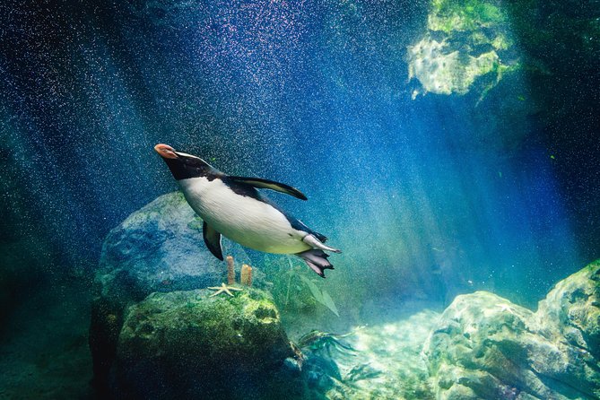 Underwater World Pattaya (Ticket Only) - Key Things to Know Before You Go