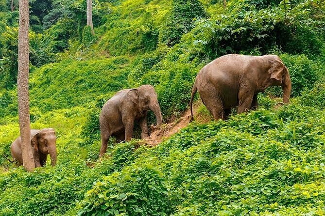 Zipline Experience in Phuket - On the Course: Ziplines, Abseils, and Sky Bridges Above the Jungle