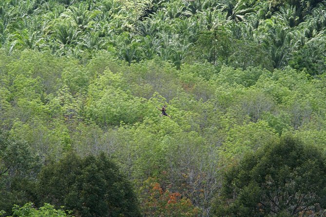 Zone A + B PACKAGE Zipline Adventure Experience - Breaks in the trees: fruit, water, and why it helps your nerves